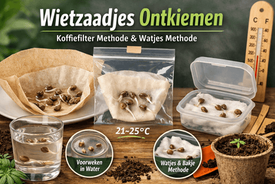 De beste manier om wietzaadjes te ontkiemen: koffiefilter methode stap voor stap uitgelegd