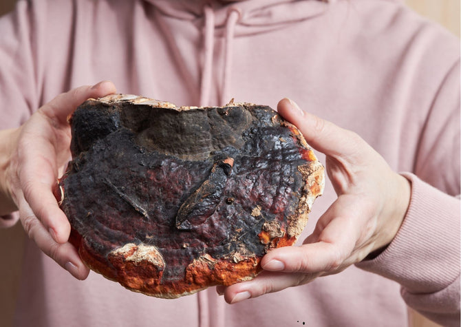 Wat is Reishi