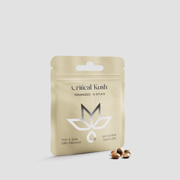 Critical Kush feminized seeds packet with logo and cannabis seeds on a light background