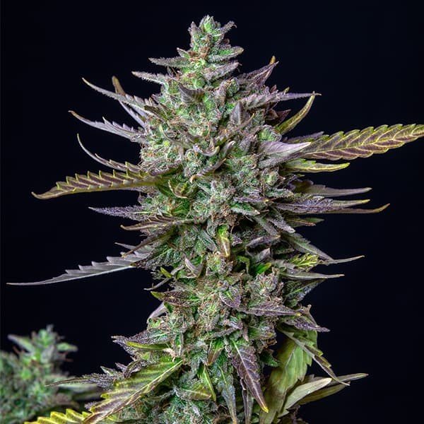 Close-up of Blue Cheese Automatic cannabis plant with frosty buds and purple-tinted leaves