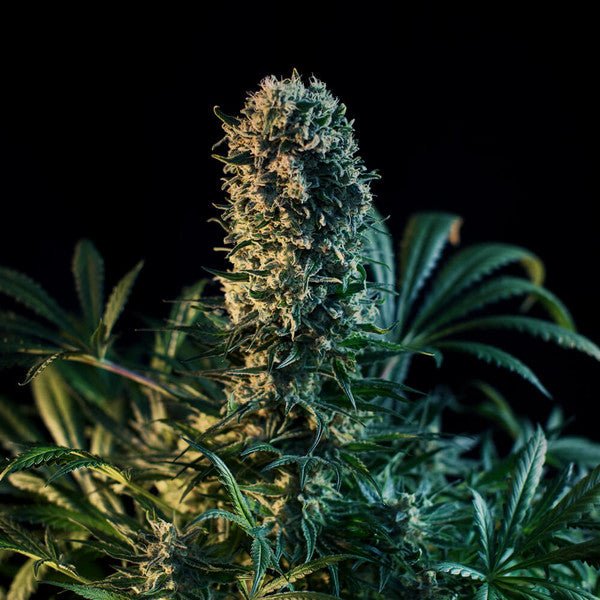 Close-up of a mature hemp plant with dense, resinous bud and green leaves against black background.